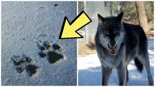 Alaskan Black Wolf Stalked This Photographer — What Happened Next Will Blow Your Mind