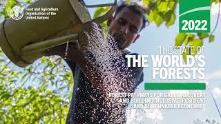 The State of the World’s Forests 2022 – A Tree Talk by Ewald Rametsteiner