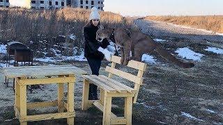 Пума Месси учит Ма гулять ;-) Cougar Messi teaches Mary to walk ;-)