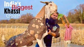 Al Ahmed Goat Farm Padgha - Full Tour | India’s Biggest Khassi Goats Are Here | Palai Open