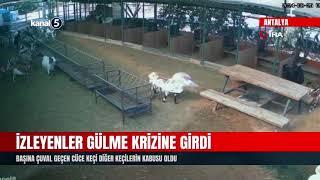 İzleyenler Gülme Krizine Girdi  | Başına Çuval Geçen Cüce Keçi Diğer Keçilerin Kabusu Oldu