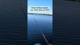 Как клюёт щука на 14кг? #fishing #рыбалкавпровинции #рыбалка #щука #pikefishing #pike