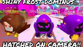 OMG I HATCHED A SHINY FROST DOMINUS & A FROST WINGED HYDRA IN BUBBLE GUM SIMULATOR  (ROBLOX)