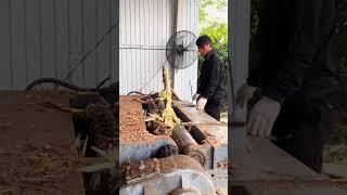 Dangerous plywood processing machine #shorts #crazy #woodworking