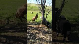 Прыжки рыжей овцыОВЕЧИЙ ВАЙБ #рек #рекомендации #врек #shorts #sheep #овцы #ягнята