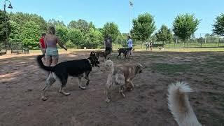 Great Dane winds himself up on who to attack next.