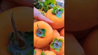 Persimmon Harvesting Vlog | Village | Vlogs New Video | Best Vlog | Short