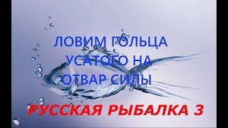 Русская рыбалка 3. Ловим гольца усатого на отвар силы.