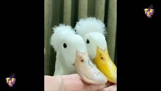 Ducks Compilation 2022 | Funny Ducks Clips | Top Fails Everything | Ducks fails