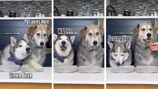 Dogs Try Different Foods