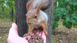 Про Копию и Того Самого бельчонка / Copy and the same baby squirrel