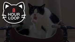  ASMR Cat Grooming  #79 (8 HOUR LOOP, dark version)