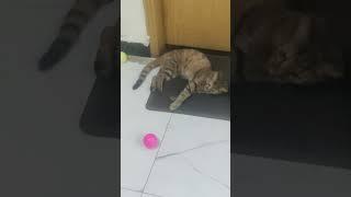 Stella having Fun #ytshorts #kitten #cat #cute