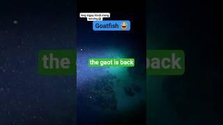 #fishing #funnyanimal #shortvideo