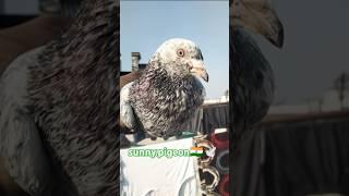 VIRAL #shorts #viralvideo️ #trending #subscribe #viralvideo @sunny.pigeon ️