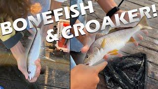 Bonefish?! Shore Fishing Southern California for Bonefish Part 2