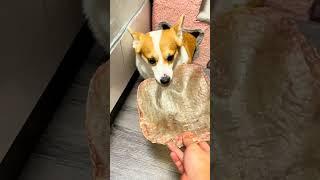 Drying cow bladder Corgi digging holes Puppy cute pet debut plan Thanks to good auntie for feedi