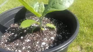 A tip for getting your nicotiana rustica to grow quicker as a seedling (read description)