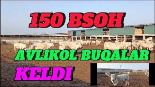 150 BOSH AVLIKOL BUQALAR KELDI TOZA QONLI AVLIKOL BUQALAR 100 +100 LARI SFATI 