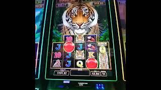 Year of the Tiger. Inspired by one of the best
