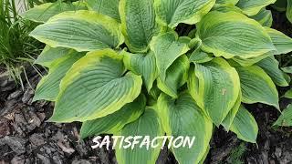 Быстрорастущий сорт хосты Satisfaction #hosta #хоста #сорта #коллекция