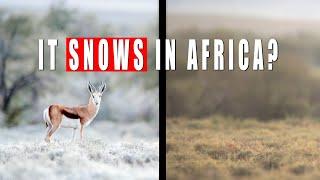 I moved my ENTIRE LIFE to photograph African Wildlife in SNOW