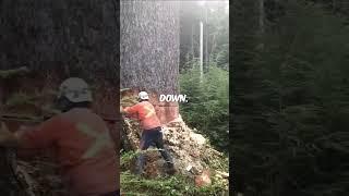 Lumberjack Cuts Down Behemoth Tree (@_suma_poljoprivreda_)