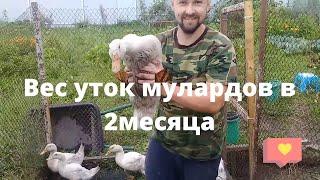 Вес уток мулардов в 2 месяца