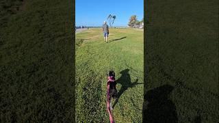 The Last Walk of 2024 - Shayna The Miniature Schnauzer