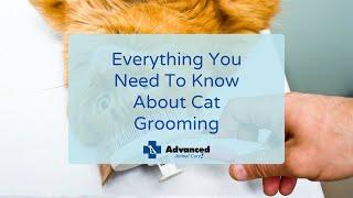 Everything You Need To Know About Cat Grooming