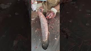 Amazing Sola Fish Cutting Skills l Big Sola Fish Cutting By Machine l Fish Cutting Skill#shorts