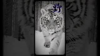 Amur tigers live in a harsh environment, where extremely cold temperatures and deep snow are common