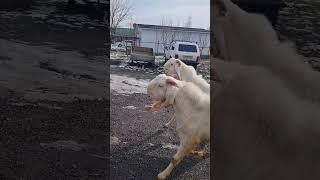 Деревенский движ ! #ФЁДОР #белыйкролик #деревня #shorts