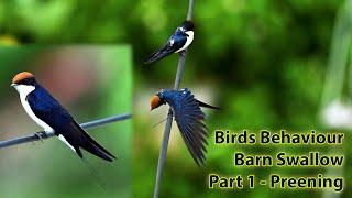 Bird Activities | Barn Swallow | Preening