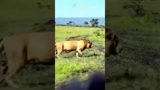 lion facing a group of ferocious and wild hyenas #animals #videoanimals #lion #hyena #wildlife