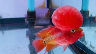 Top 10 Coolest Flowerhorn Cichlids | Super Big Head Flowerhorn