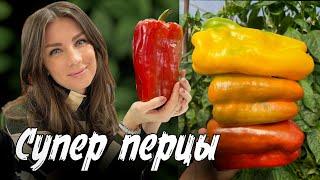 СЕМКО СНОВА УДИВЛЯЕТ! СЛАДКИЕ, УРОЖАЙНЫЕ И ВКУСНЫЕ ПЕРЦЫ ! СОРТОТИП ЛАМУЙО