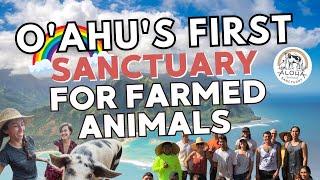 Nonprofit Spotlight - Aloha Animal Sanctuary