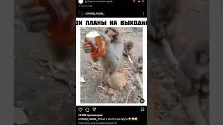 после пьянки вспоминаешь что натворил