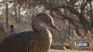 Sedgwick County Zoo takes precautions to prevent bird flu