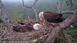 Morning with Gabby and Beau American Eagle Foundation NEFL Cam 1 - Live Bald Eagle Cam