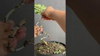 Changing the Shape of Bonsai