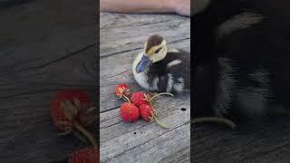 Cute ducklings #shorts #cutebaby #cute #duck #ducklings #утята