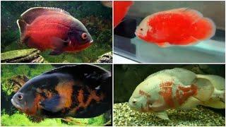 12 Different Types of OSCAR fish