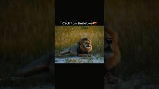 Top 5 Most Dangerous Lions in the World  | Kings from Different Countries
