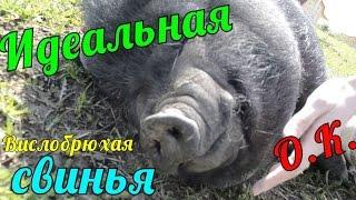 Идеальная вислобрюхая свинья / вьетнамские свиньи