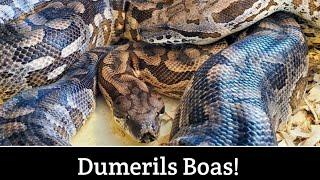 Dumerils Boas!