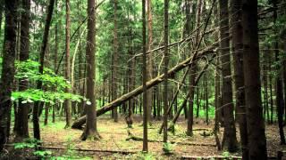 Лес в Кокошкино