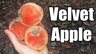 Velvet Apple (Diospyros blancoi) Weird Fruit Explorer - Ep. 159