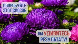 Как посадить астры под зиму? Подзимний посев астр. Как бороться с фузариозом астры?